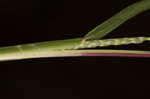 Common carpetgrass